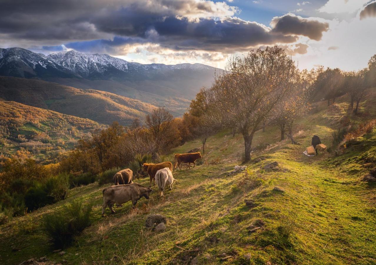 Casa Rural Arbequina Despierta Tus Sentidos En El Valle Del Ambroz Casas del Monte Esterno foto